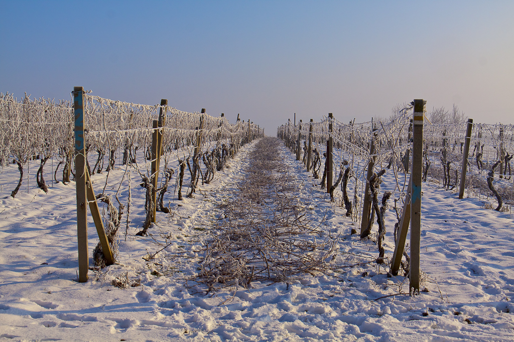 Zimní vinohrad
