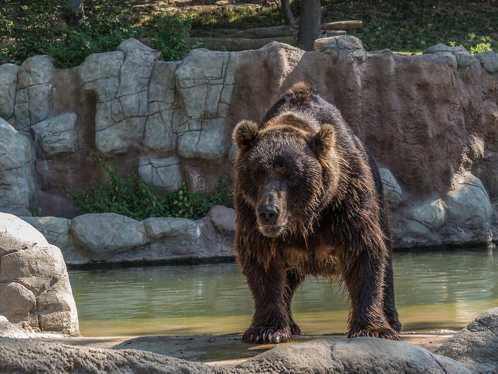 Medvěd kamčatský