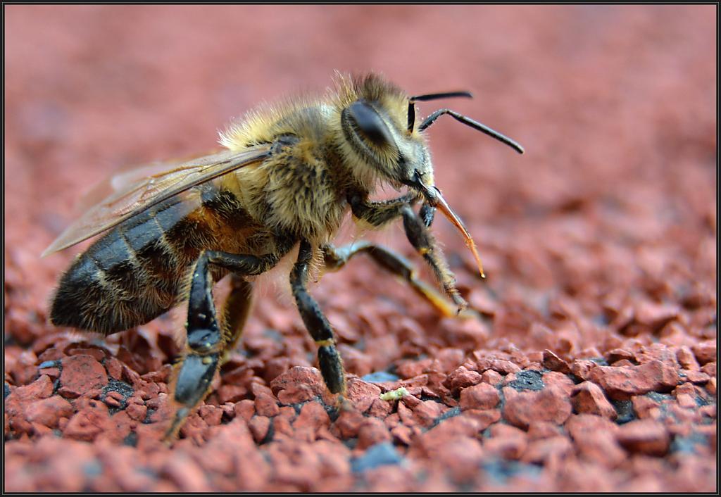 Včela - čištění jazyka