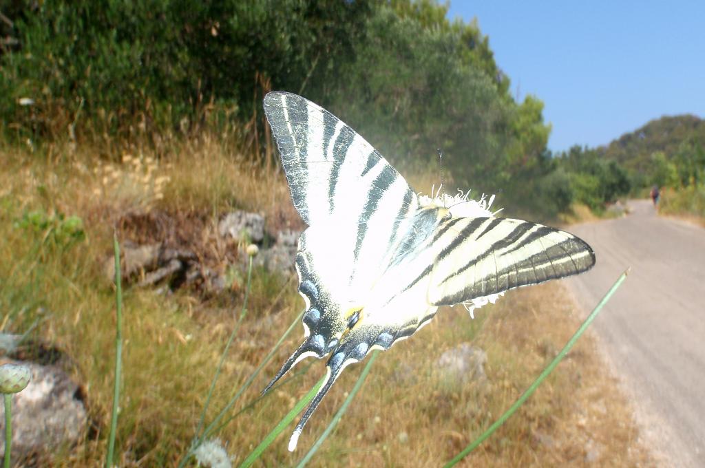 letící motýl