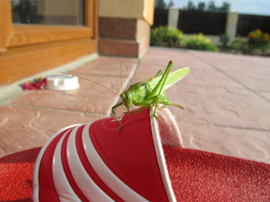 Kobylka na návštěvě