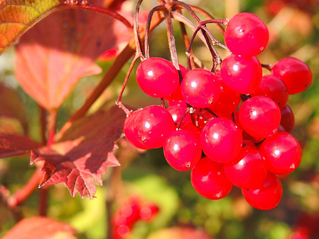 Podzimní plody v červeném