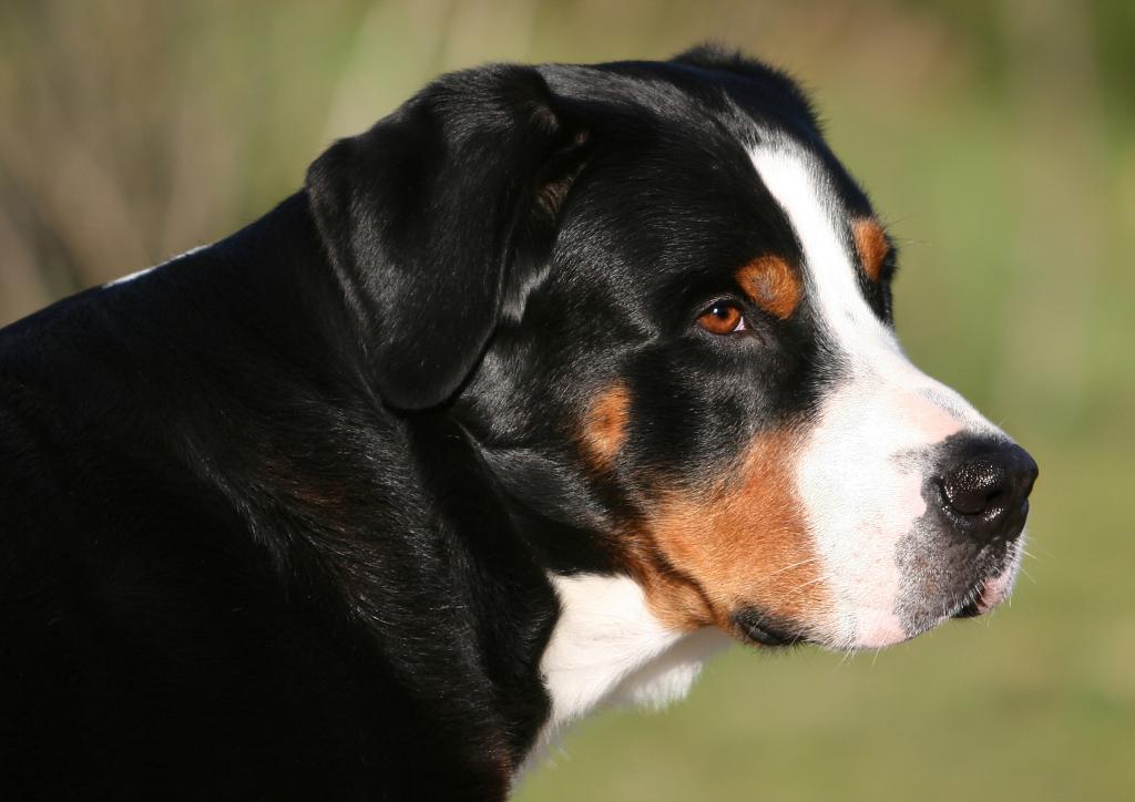 Buddy - velký švýcarský Salašnický pes