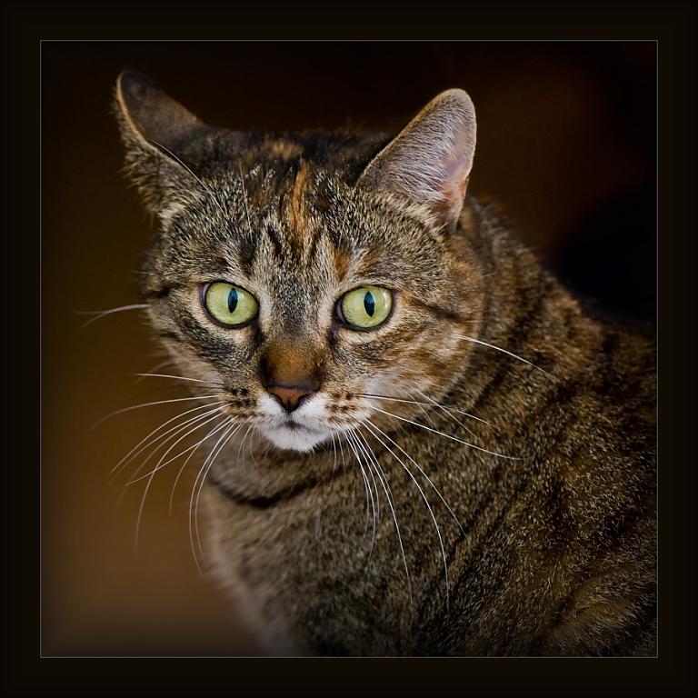 ...portrét kočky Žofie...