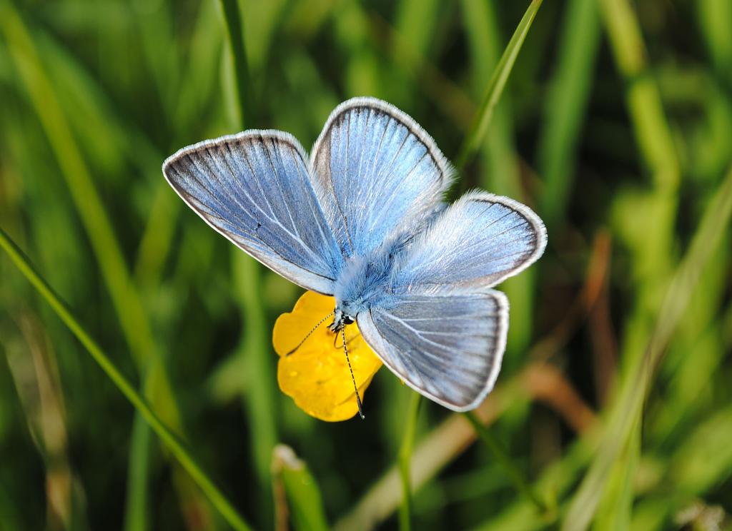 Motýl modrásek