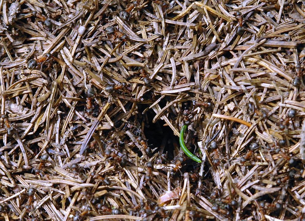 Mraveneček v lese