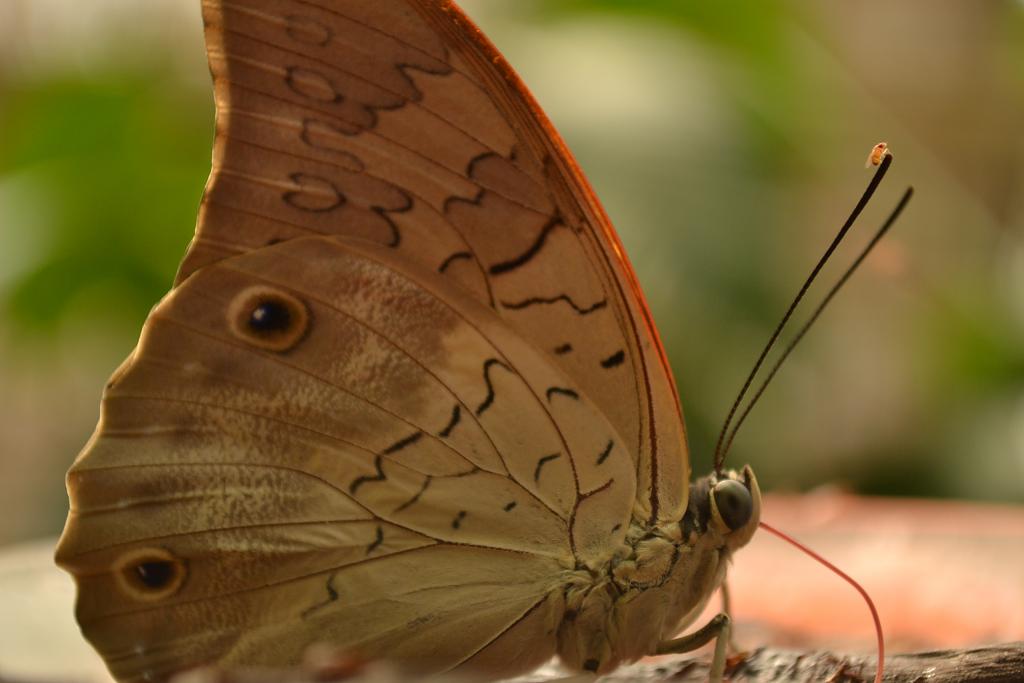 Motýl s drobečkem na tykadle