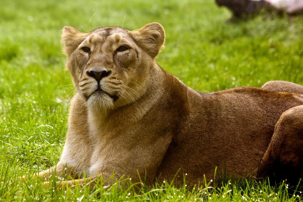 Lev indický