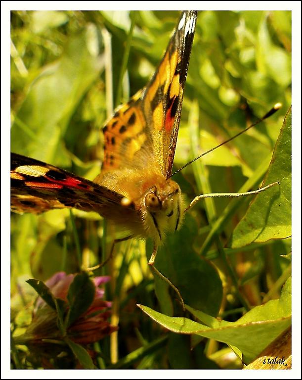Vysmátý motýl
