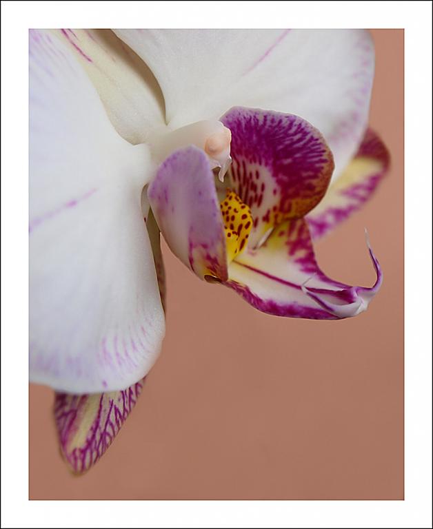 orchidejka
