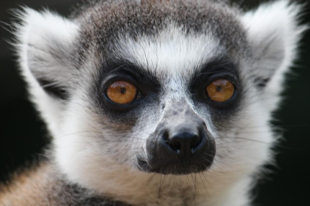 Lemurovi oči