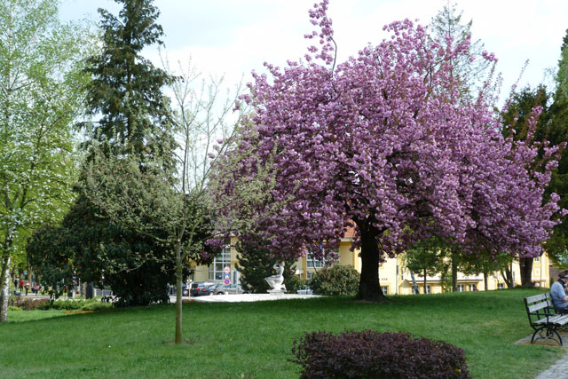 jar v parku