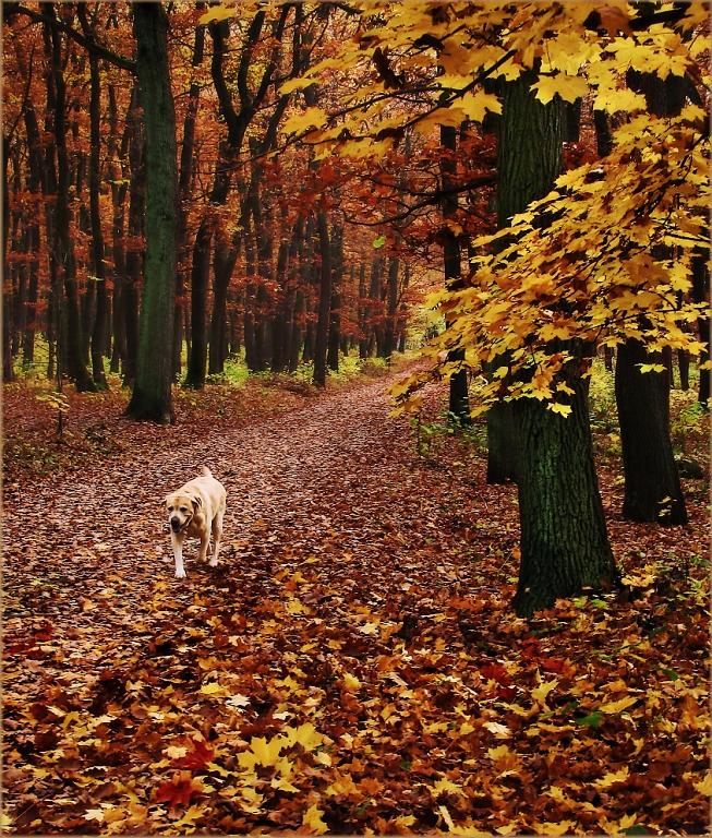Podzimní les a pes