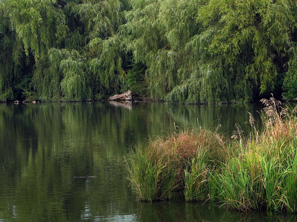 Milíčovský rybník