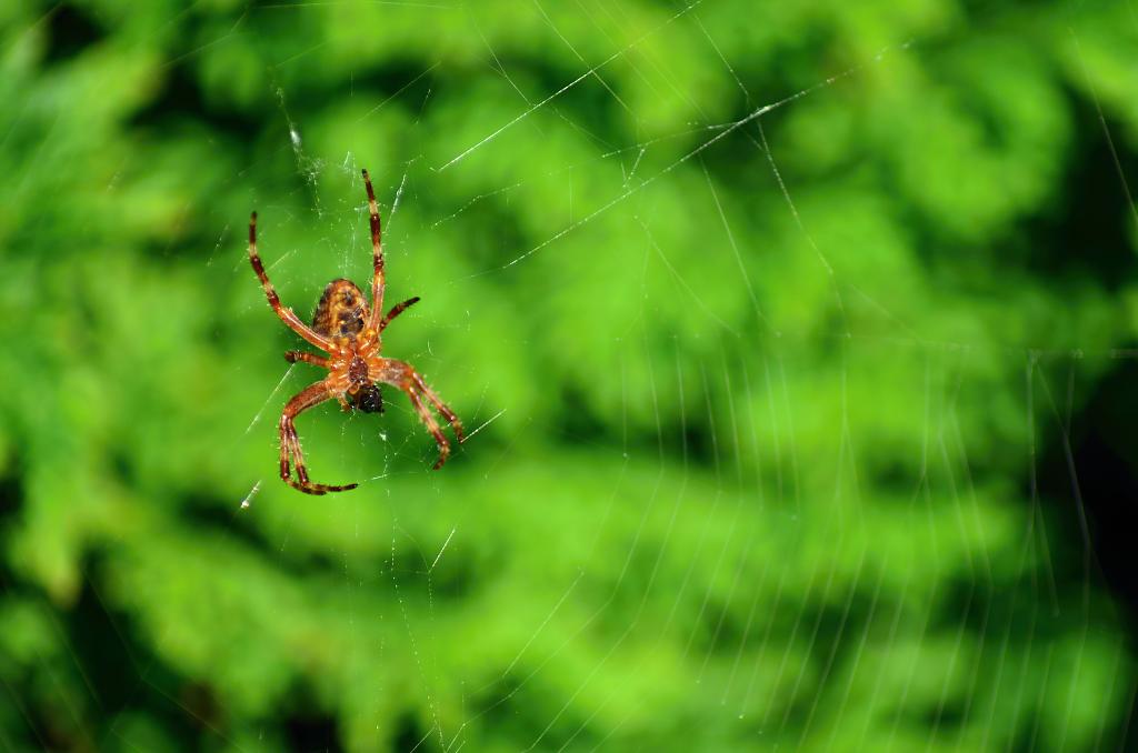 Pavouk s kořistí ve své síti