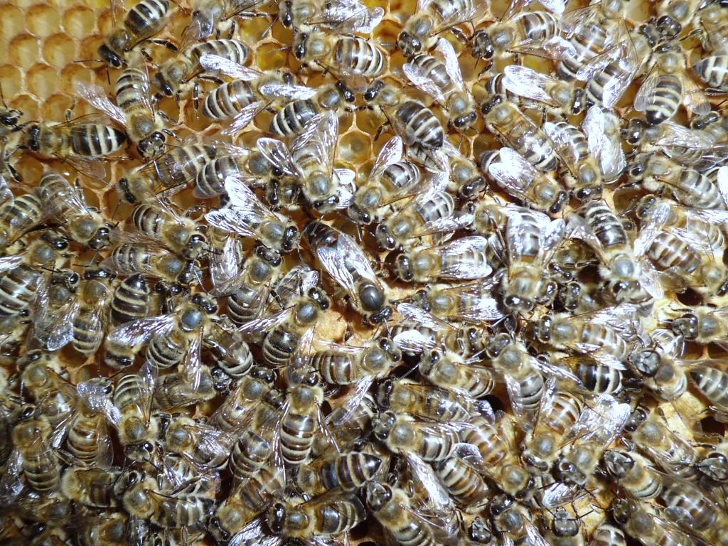 Včelí společenství