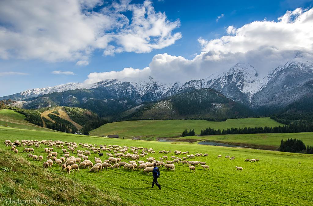 Tatry sa zladili s ovečkami