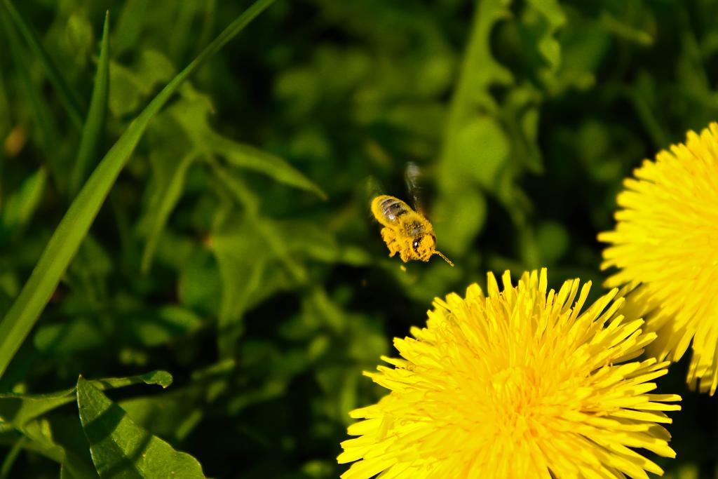 Fčela letí pracovat.
