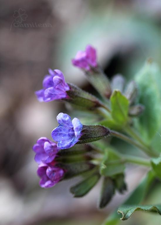 Pulmonaria officinalis