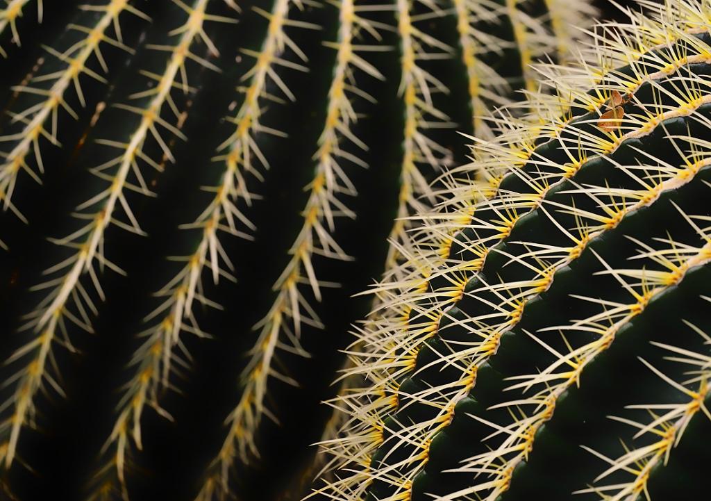 kaktusová variace II
