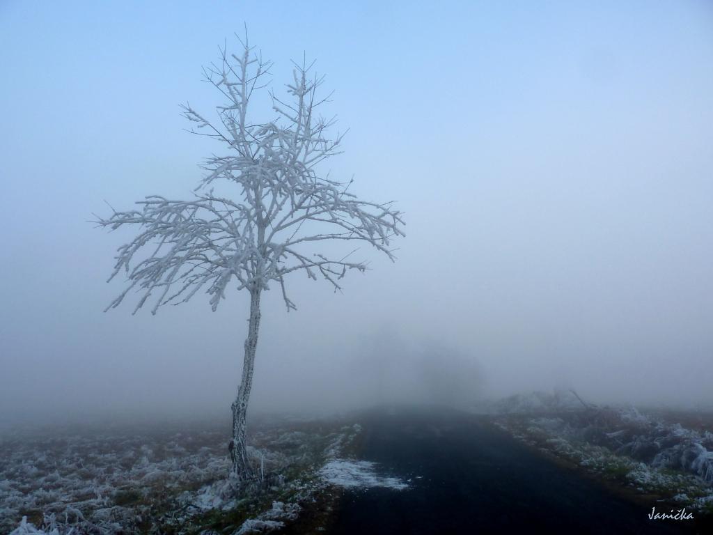 kouzelný zimní strom