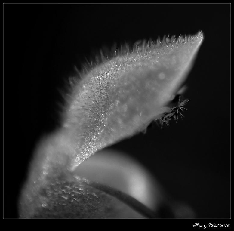 Květ Hluchavky