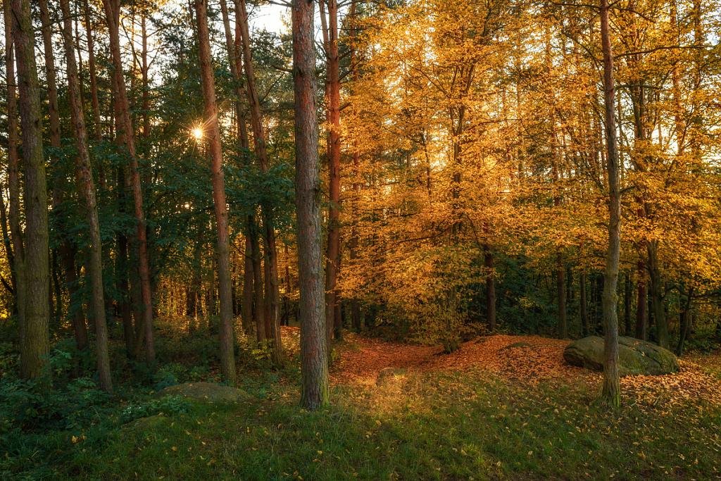 Podzim leze do lesa