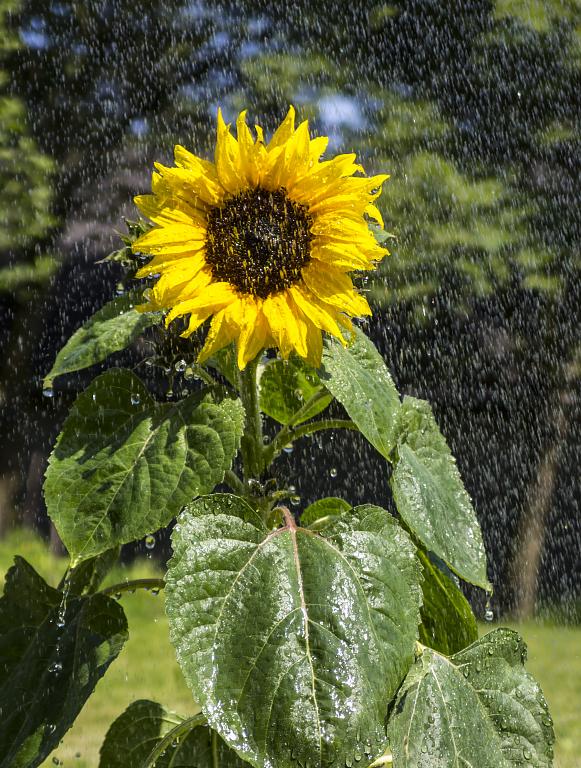 Sunflower in the rain...