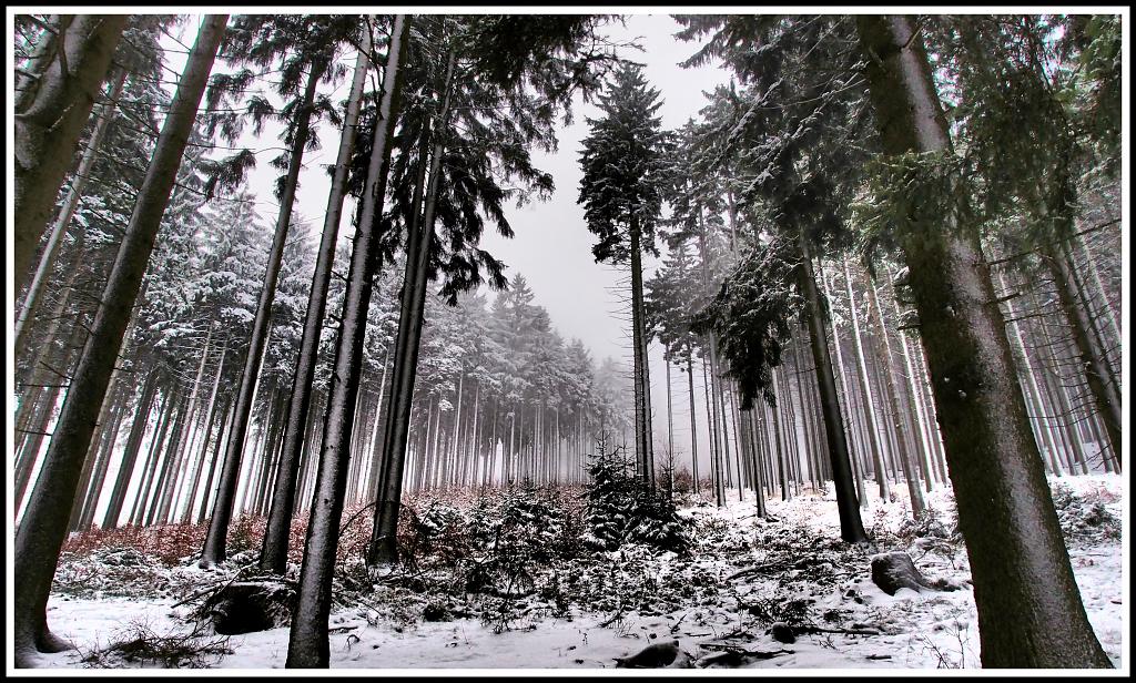 Zimní les