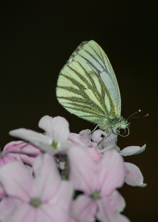 motýlikovo