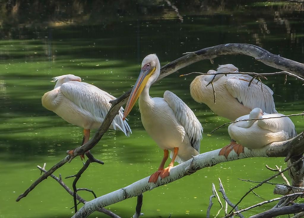 prípad pelikán