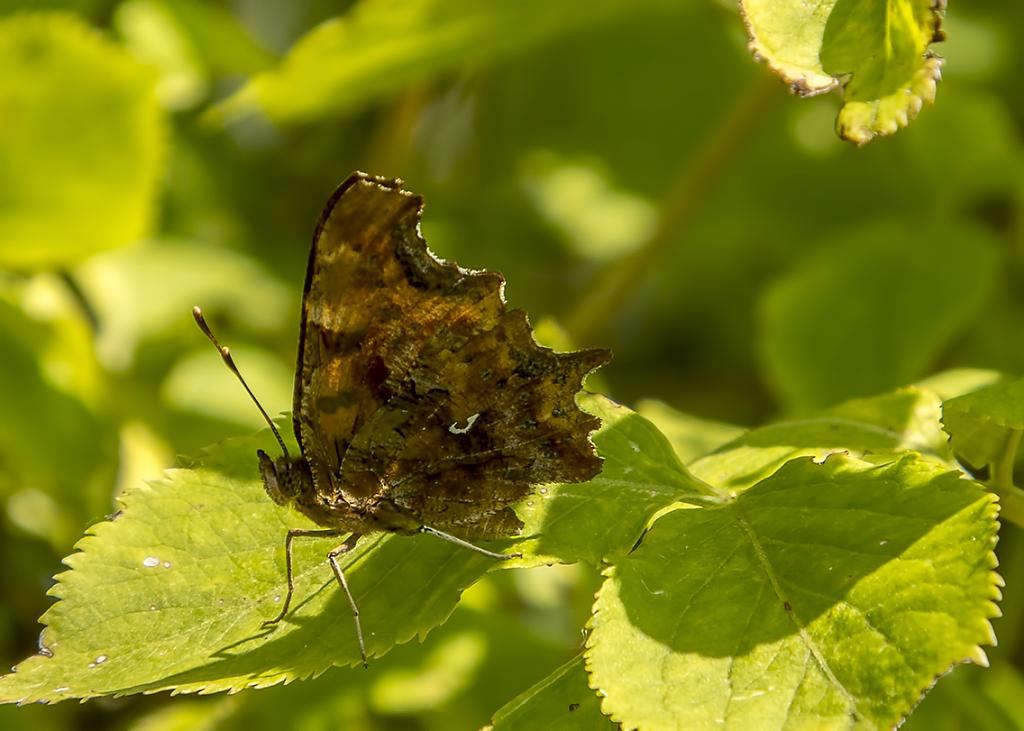 polygonia c-album