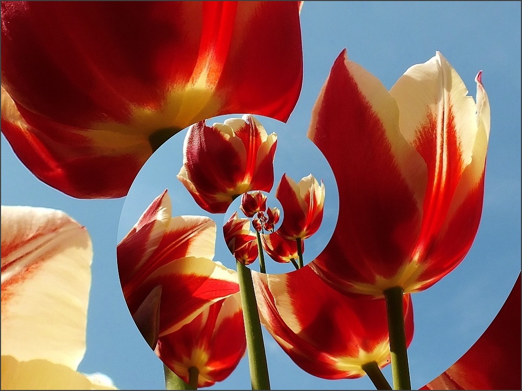 Rozpustilé tulipány