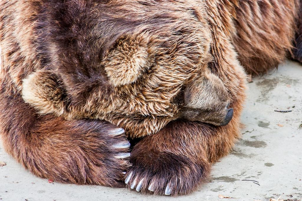 Odpolední siesta - Kamčatský medvěd