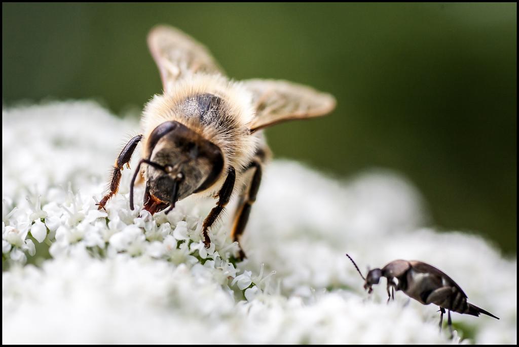Lesní včela