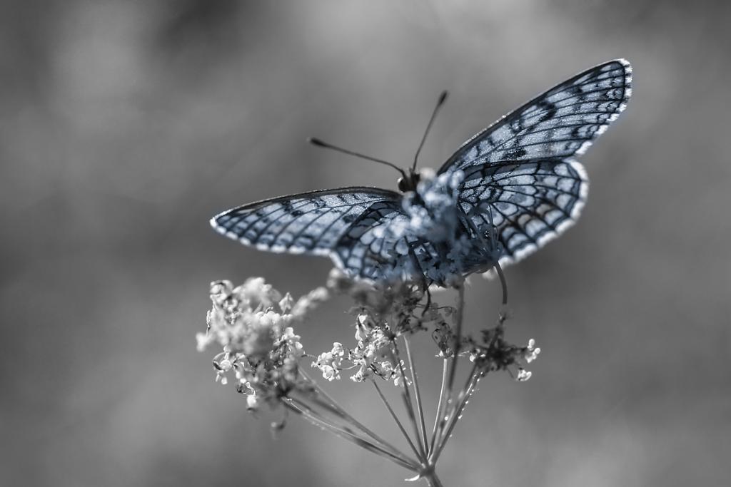 Motýlová