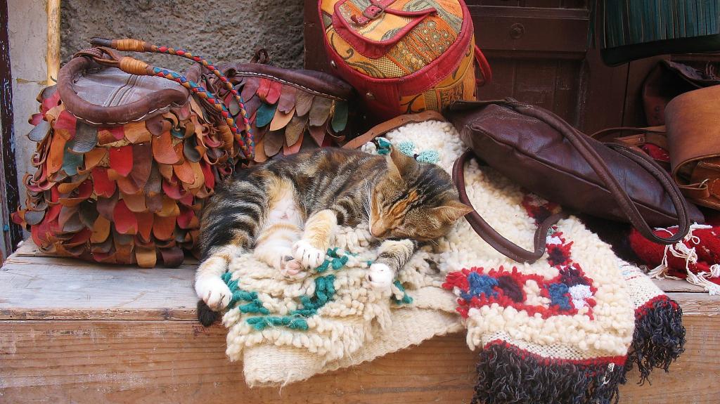 Marocká kočka