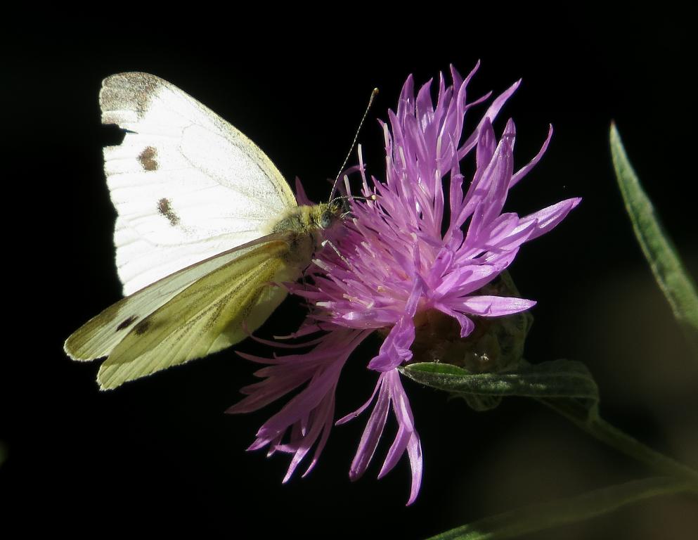 Motýľ a kvet