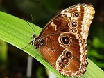 Motýl1