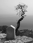 Mrtvý strom