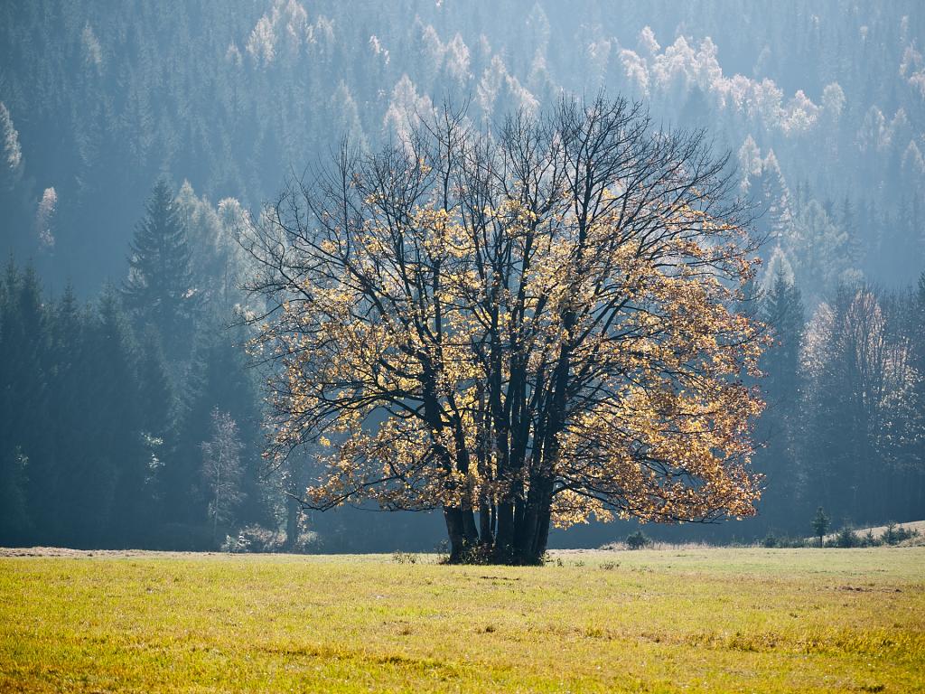Skupina stromů