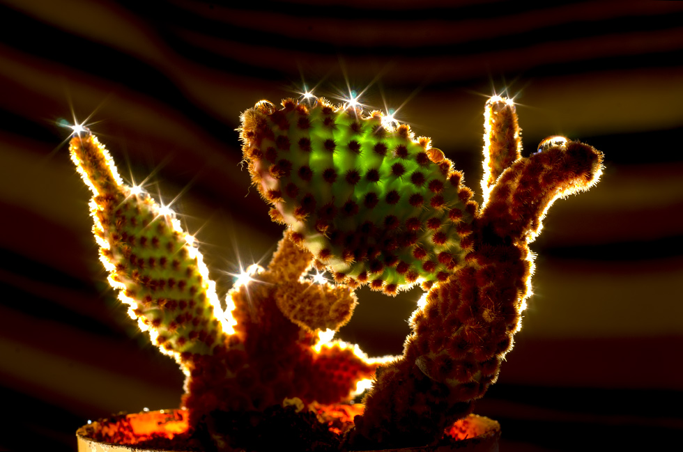 Osvěžený kaktus