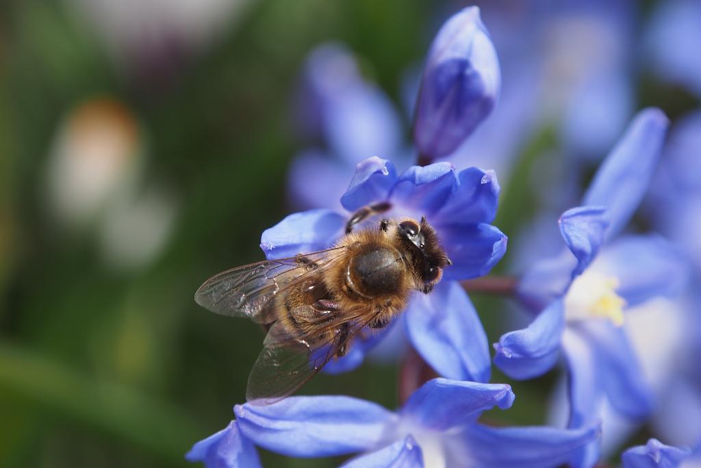 Jaro - ladoňka velkokvětá a včela
