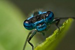 vážka na modro