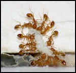 Panelákové mravce faraóny
