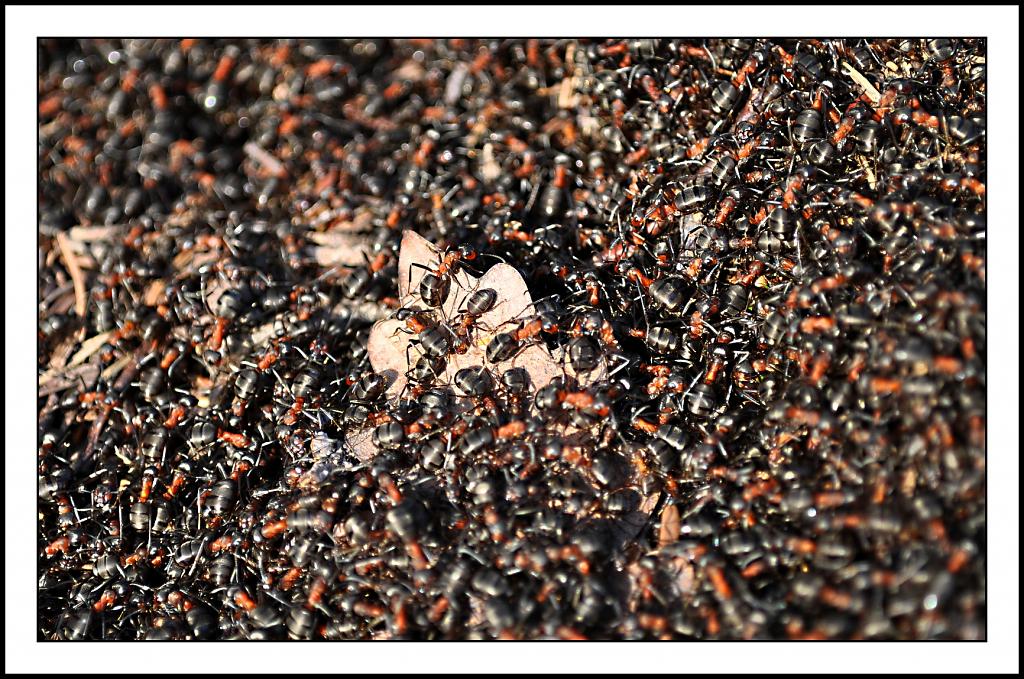 Lesní mravenci