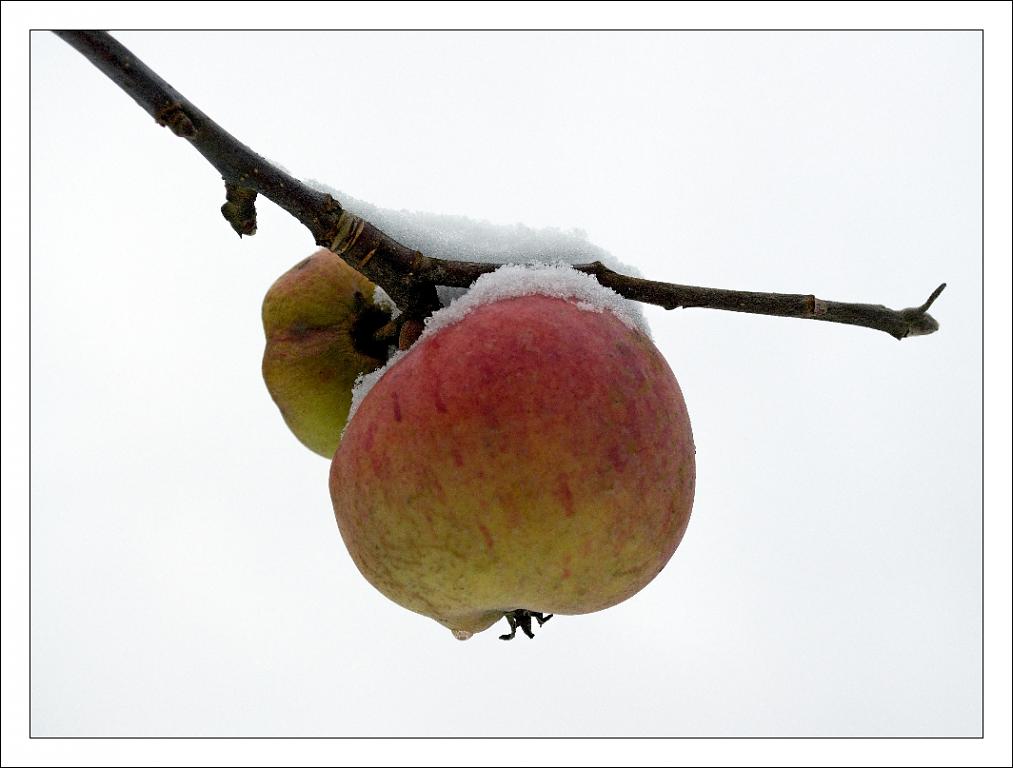 Zimní jablka