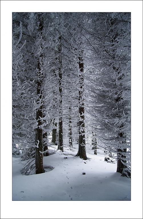 Les v zimě