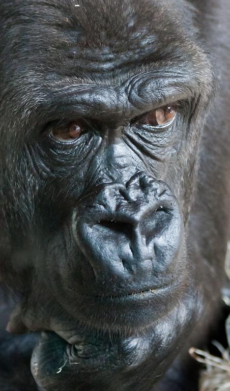 Gorilí rozjímání