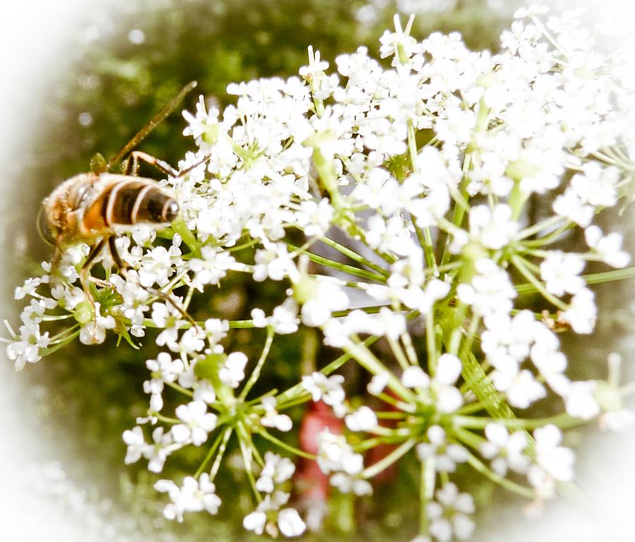 Včela sa pasie